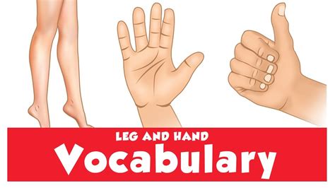 Human Leg And Hand Parts Names Leg And Hands Vocabulary English