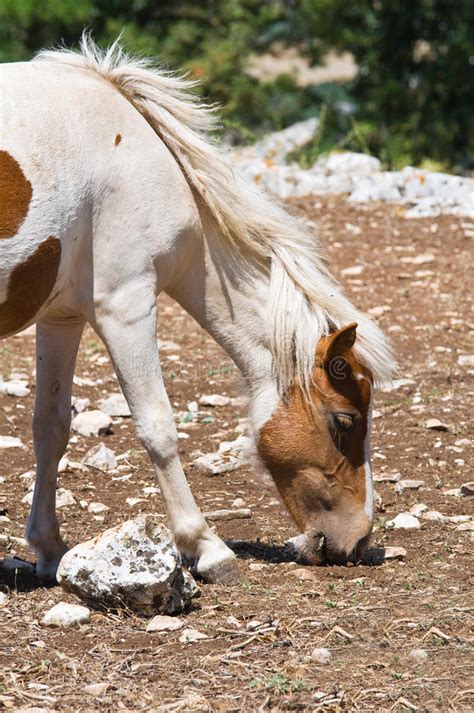 Cavalo Que Pasta No Campo Foto De Stock Imagem De Equino