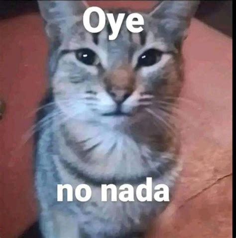 Pin De Linda Guzman En Pines Creados Por Ti Meme Gato Im Genes