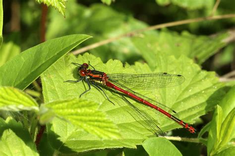 Pyrrhosoma Nymphula Sulzer Petite Nymphe Au Corps De Feu