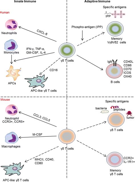 Functional Roles Of Humanmurine γδ T Cells In Immune Responses The