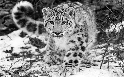 Wilderness Area Animal Wildlife Big Cat Snow Undomesticated Cat