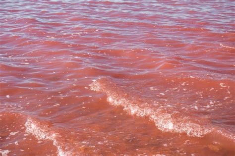 Spains Pink Lake In Torrevieja Everything You Need To Know 2023