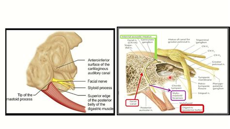 Digastric Muscle Nerve Supply Mrcs Question Solve Crack Mrcs Youtube