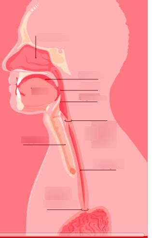 More Anatomy Labeling Diagram Quizlet