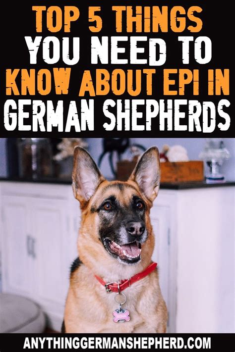 What Are The Top 5 Things To Know About Epi In German Shepherds