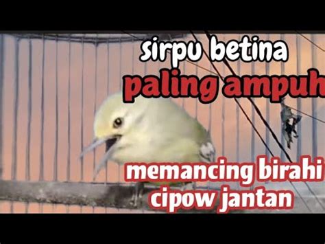 Kicau Cipow Sirpu Betina Pikat Birahi Memanggil Jantan Paling Jitu