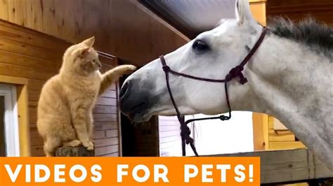 Funniest videos for pets to watch compilation funny pet videos – Artofit