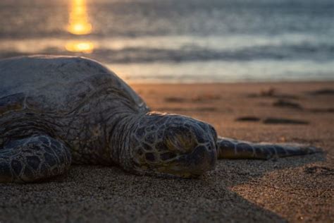 Do Turtles Sleep A Lot The Aquarium Guide