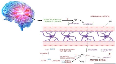 Mechanism Of Adhd Through Neuro Inflammation A The Cytokines Which