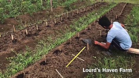 Harvest Time Tayo Ng Sitaw At Okra Integrated Farming Lf Farm Youtube