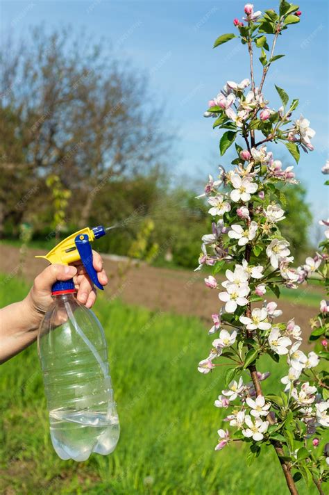 Premium Photo Spraying The Branches Of A Flowering Apple Tree In The