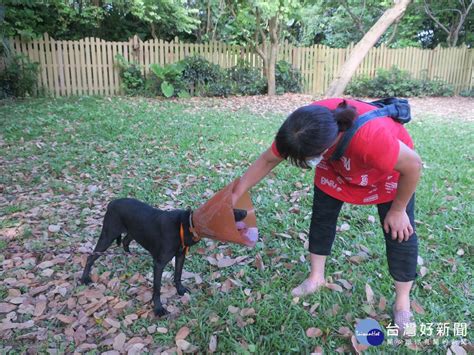 新北動保處治癒浪犬開放性傷口 愛媽感動收編給牠一個溫暖的家 台灣好新聞 Line Today