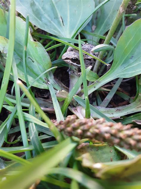 Found This Little Frog While Taking A Walk : frogs