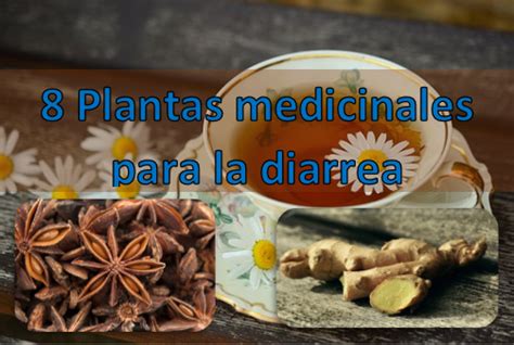 Encino Planta Medicinal Para Que SirveBeneficios Y Propiedades