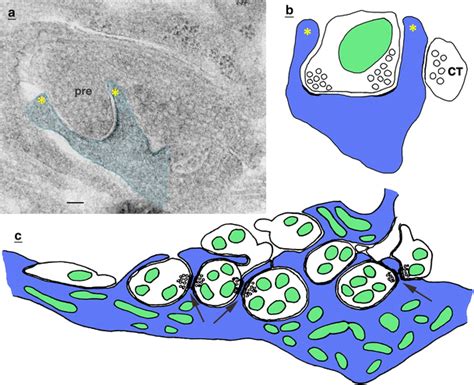 Invaginating Presynaptic Terminals Can Associate With Unusual Spine