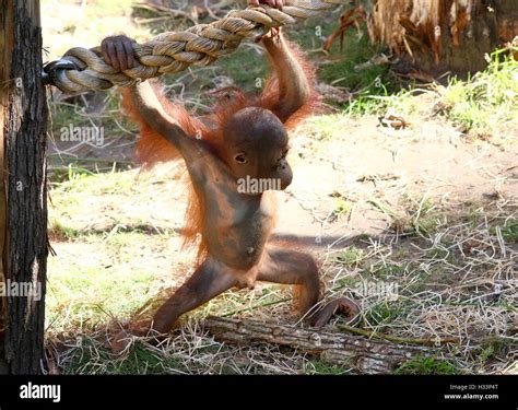 Orangutan climbing on rope hi-res stock photography and images - Alamy