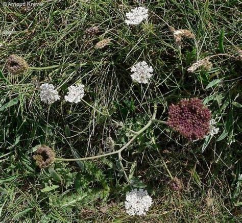 Torilis Nodosa Flores De Los Caminos A Santiago