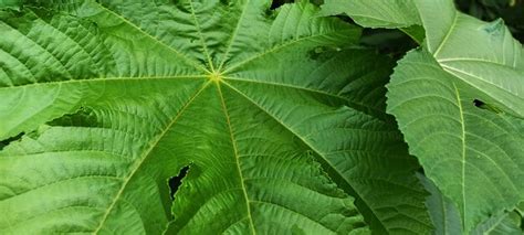 premium photo castor leaf