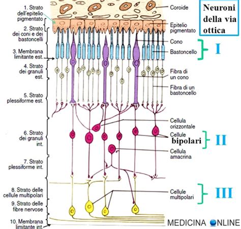 Distrofia Retinica A Strato Nucleare Interno