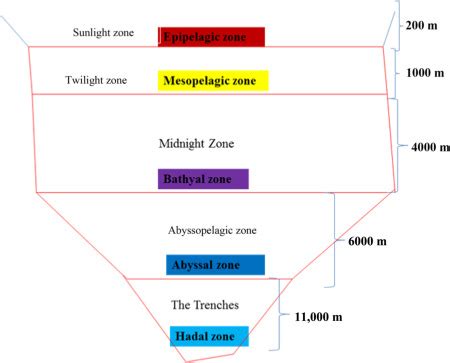 A Closer Look at the Bathypelagic Zone - deepseawonders.net