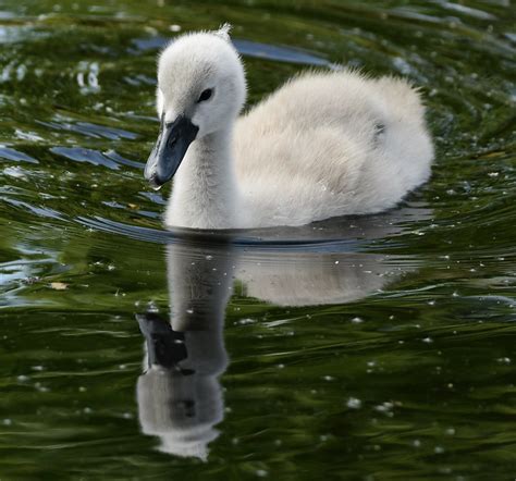 Swan And Signets Roz Rossi Flickr