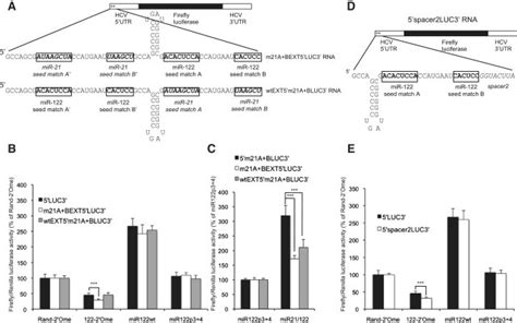 The Location Of The Mir 122 Binding Sites Relative To The Hcv Ires And