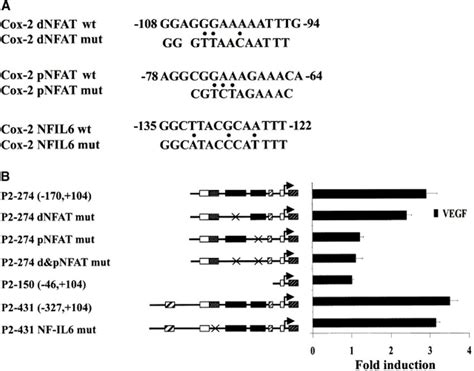 Role Of Nfat For The Cox Promoter Activity Induced By Vegf A