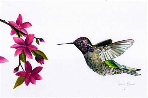 Hummingbird And Flower Drawing at GetDrawings | Free download