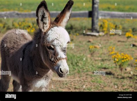 Baby miniature donkey hi-res stock photography and images - Alamy