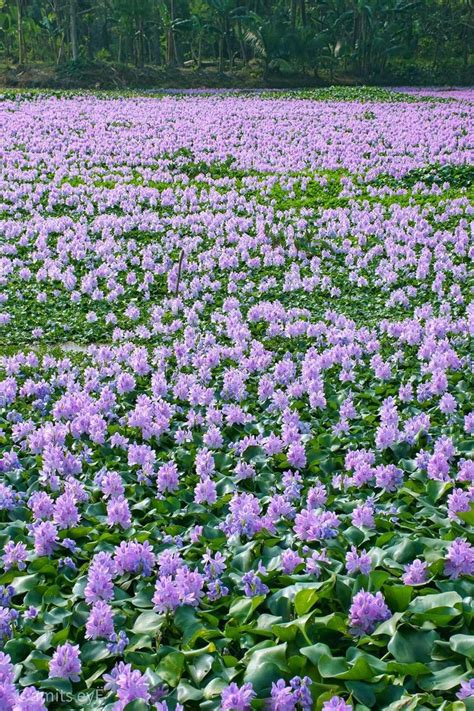 Water Hyacinth Terror Of Bengal Bed