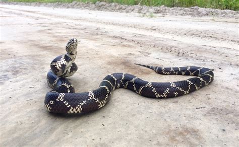 King Snake Nc A Comprehensive Guide To The Iconic Reptile Wavecrea