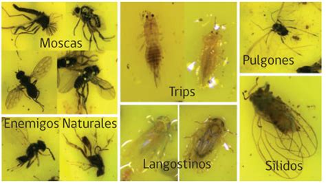 Trampas Amarillas Opci N Ecol Gica Para El Control De Insectos