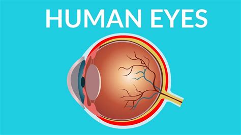 Parts Of The Human Eye And Their Functions