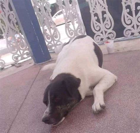 Mp Aju Za A O Contra Gcm Acusado De Matar Cachorro De Morador De Rua A