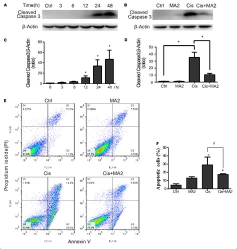 Figure 1 From Meclofenamic Acid Reduces Reactive Oxygen Species