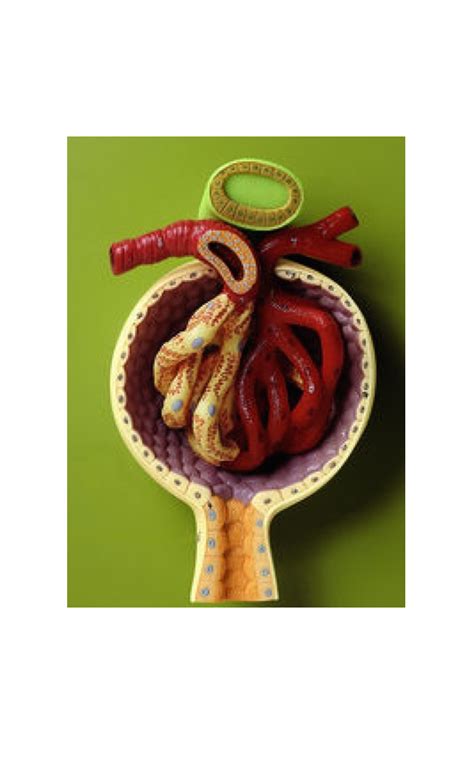 Glomerulus Diagram Quizlet