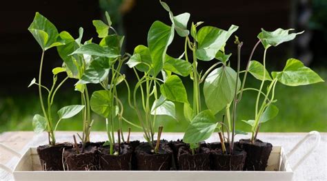 Cómo plantar cultivar y cuidar batatas