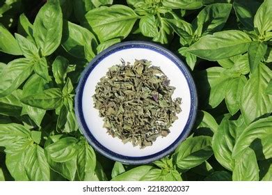 78,906 Dried Basil Stock Photos, Images & Photography | Shutterstock