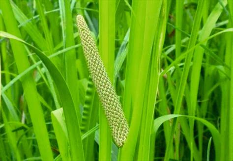 Vacha (Acorus calamus): Benefits, Uses, Properties & Ayurvedic ...