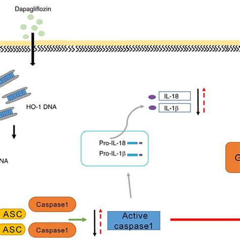 Dapagliflozin Improves Renal Podocyte Pyroptosis By Regulating