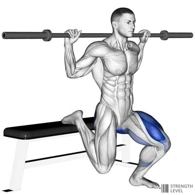 Bulgarian Split Squat Standards For Men And Women Lb Strength Level