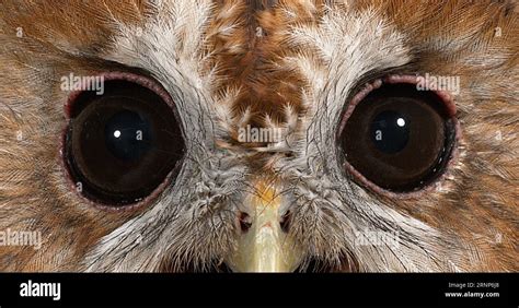 Eurasian Tawny Owl Strix Aluco Portrait Of Adult Normandy Stock