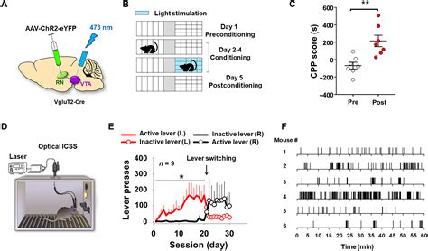 A Red Nucleusvta Glutamate Pathway Underlies Exercise Reward And The