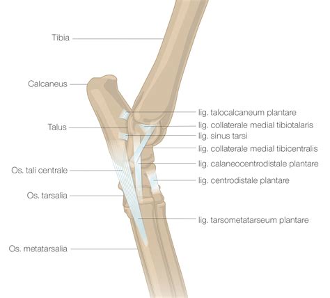 Catss Tarsal Joint Maren Lebender