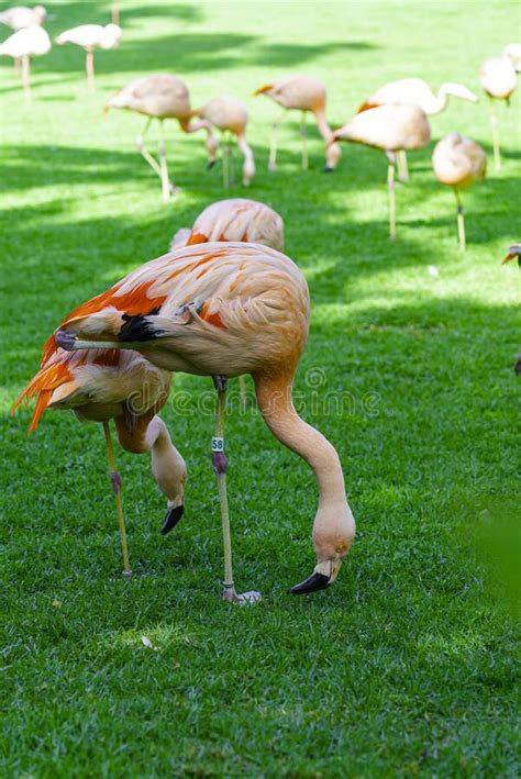 Closeup Of Beautiful Flamingos Group Walking On The Grass In The Park Vibrant Bird On A Green