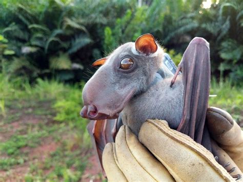 Bat Appreciation Day 2024: Hammer-headed Fruit Bat in Republic of Congo