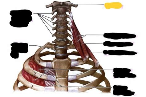 Exam 2 Scalene Muscles Aandp Lab Flashcards Quizlet