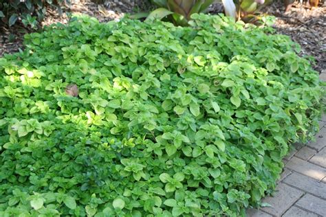 Pilea nummulariifolia (Creeping Charlie, Creeping Pilea, Swedish Ivy ...