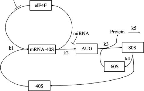 Biochemical Diagram Of Microrna Repression On The Protein Translation Download Scientific